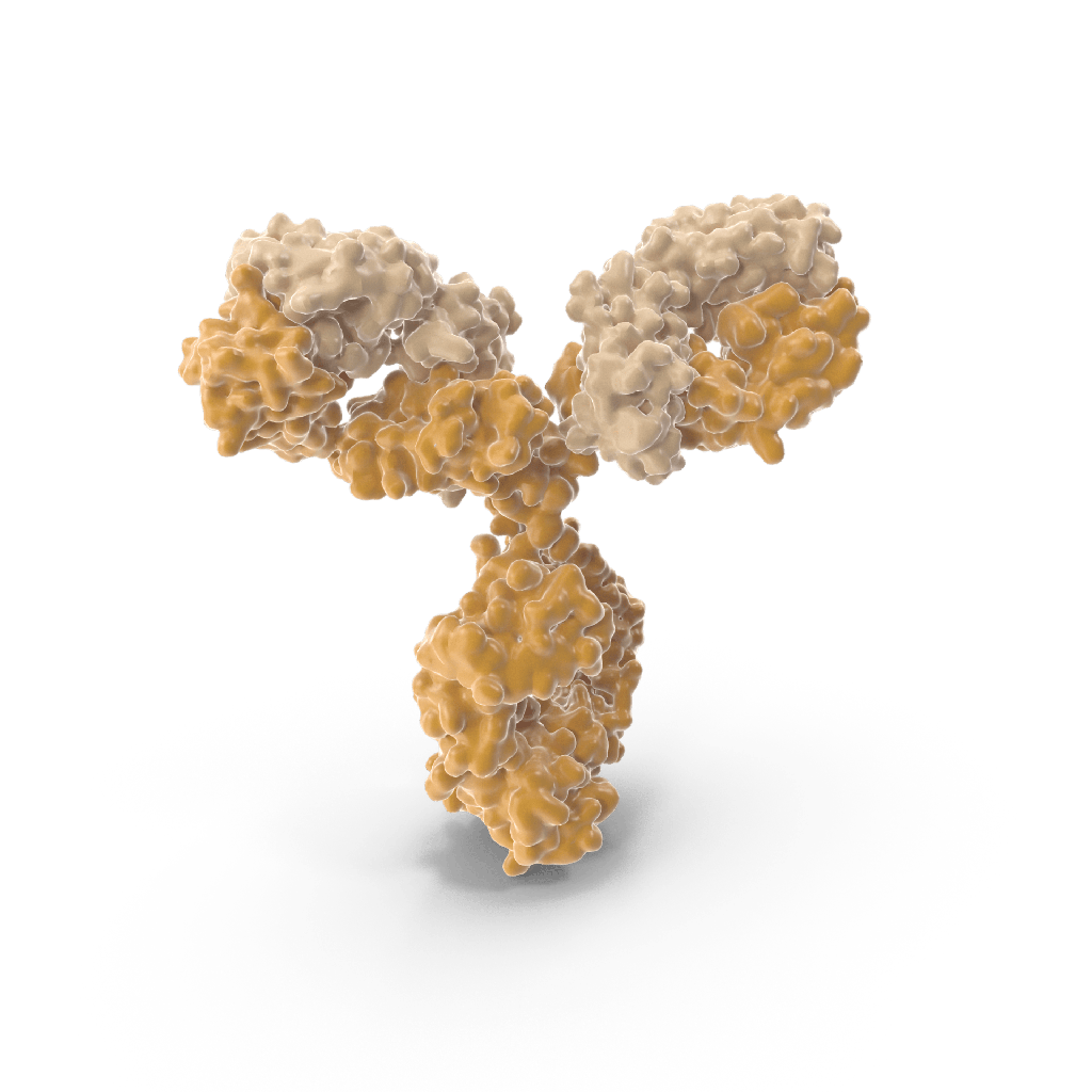 Anti-CLDN6 (IMAB027) mAb